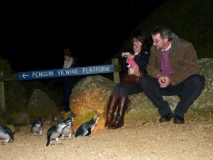 Low Head Penguin Tour