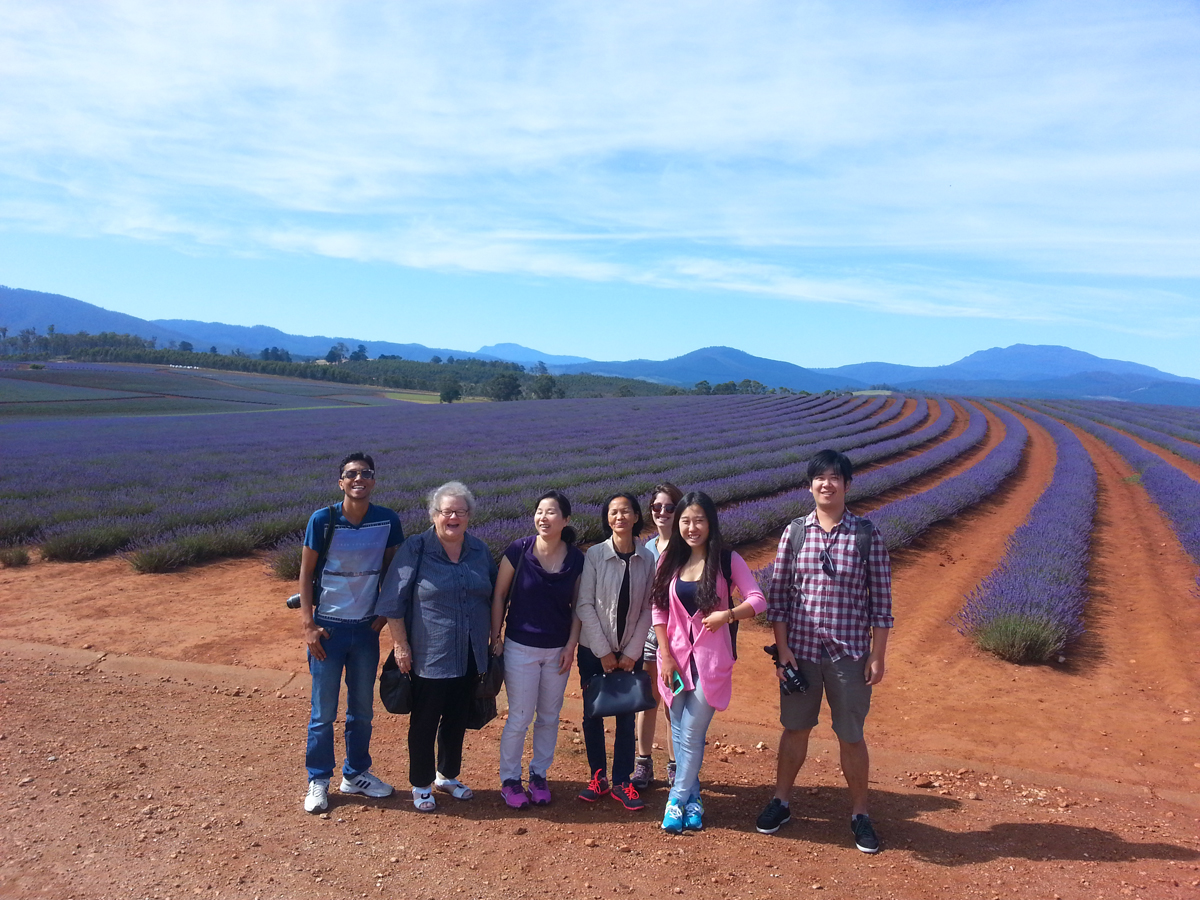 Bridestowe Lavender Estate Lavender farm Northern Tasmania