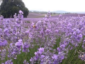 Bridestowe Lavender Estate Lavender farm Northern Tasmania