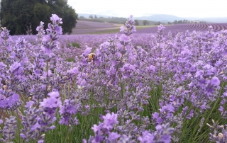 Bridestowe Lavender Estate Lavender farm Northern Tasmania