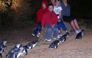 Penguin tours Low head Tasmania