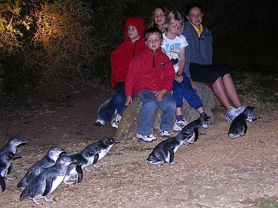Penguin tours Low head Tasmania