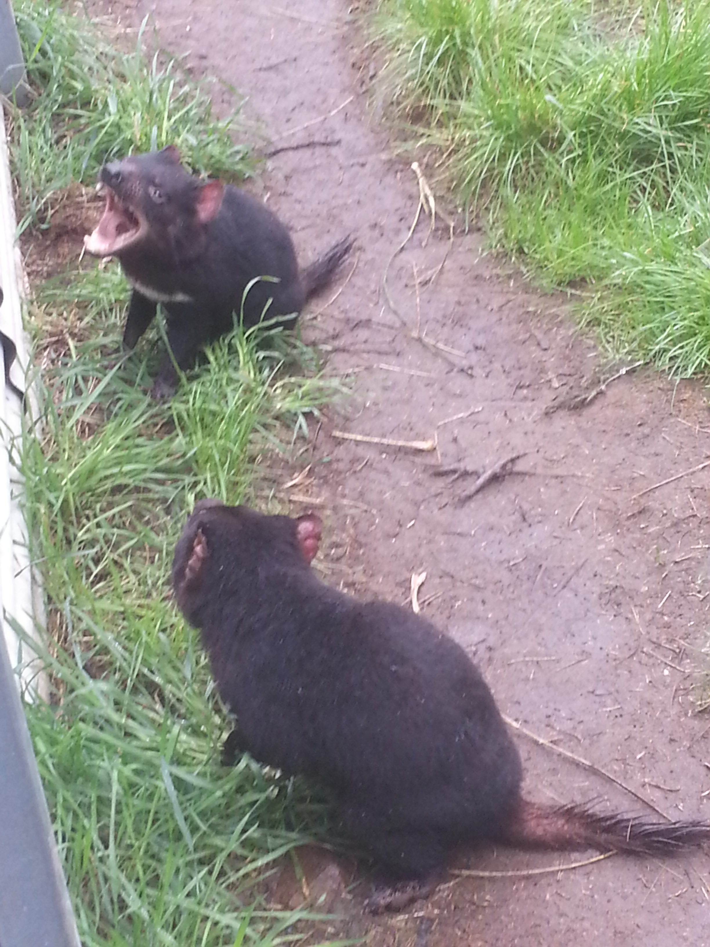 Tasmanian Devils