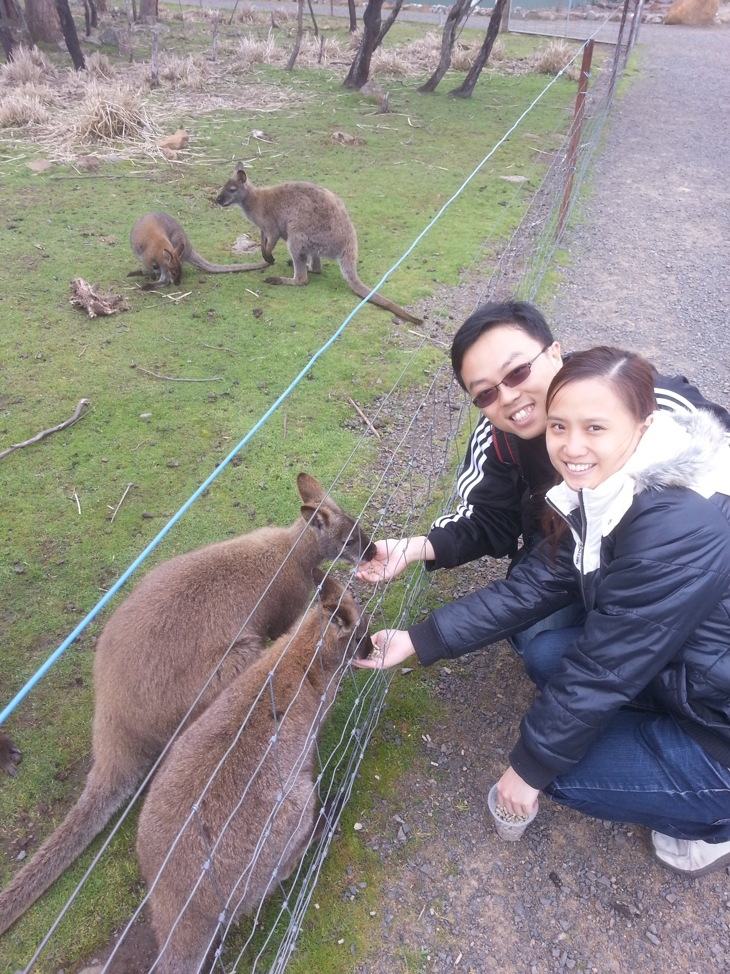 Tasmanian Wildlife